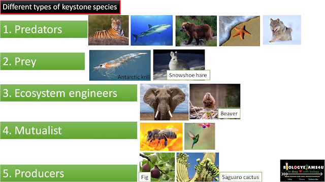 What are Keystone species? Different types of keystone Species with examples